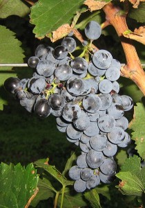 Saperavi - bez tej odmiany wina gruzińskie nie zrobiłyby takiej furory
