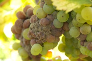 Winogrona w Sauternes porażone botrytis