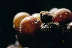 Owoce porażone botrytis