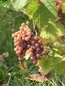 Grona odmiany Gewürztraminer