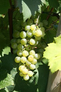 Grona odmiany Grüner Veltliner