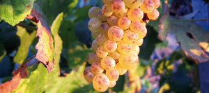 Grona Muscat Blanc à Petits Grains